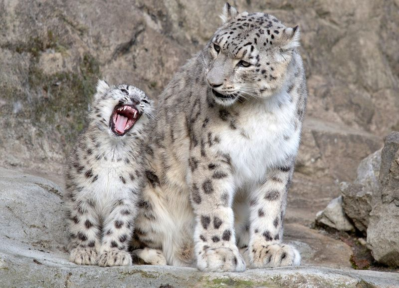 Illustration for article titled There's No Leopard Like SNOW Leopard!